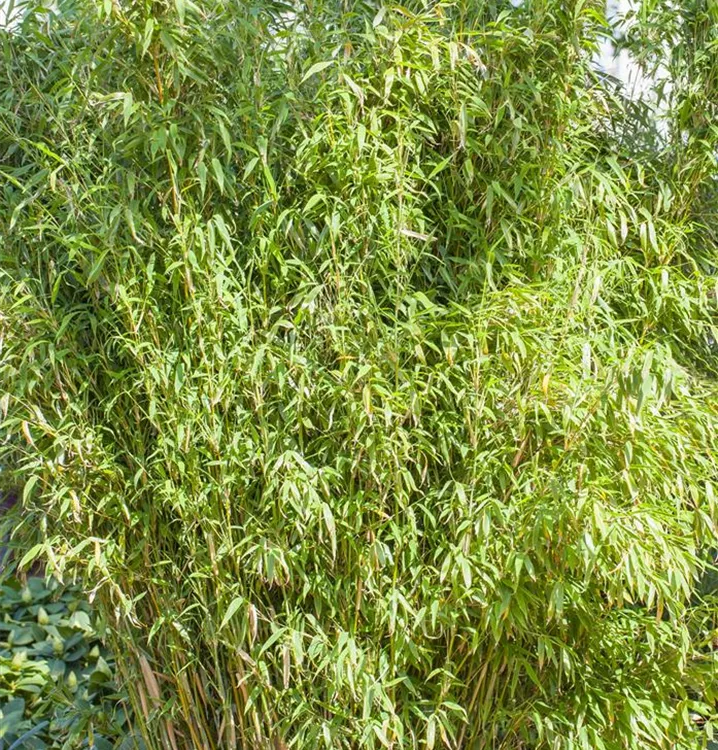 Well-Born-Bambus